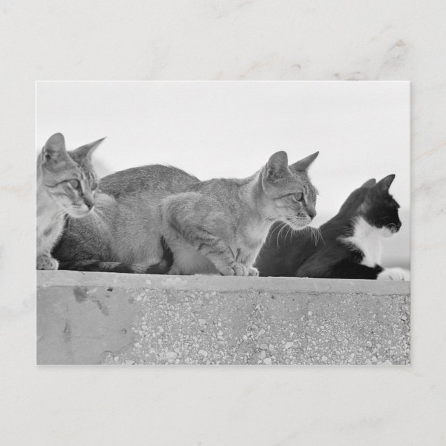 Drei Katzen Postkarte (Vorderseite)