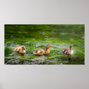 Drei kleine Entlein-Enten Poster