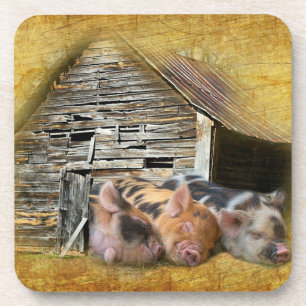 Drei kleine Schweine im rustikalen Stall schnarche Getränkeuntersetzer