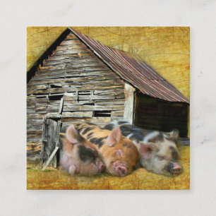 Drei kleine Schweine im rustikalen Stall schnarche Quadratische Visitenkarte