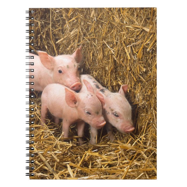 Drei kleine Schweine Notizblock (Vorderseite)