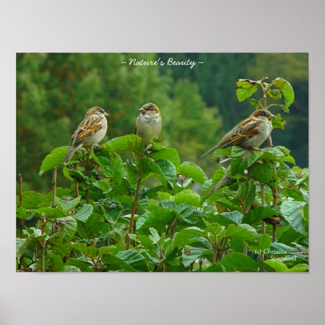 Drei kleine Vogelfreunde Poster (Vorne)