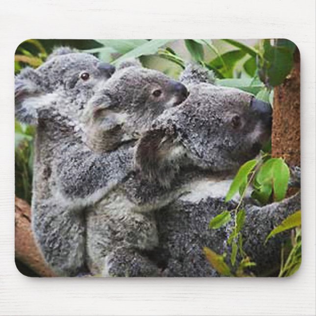 Drei Koalas in einem Baum Mousepad (Vorne)