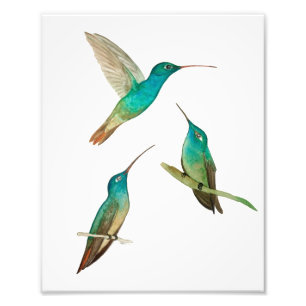 Drei Kolibris Fotodruck