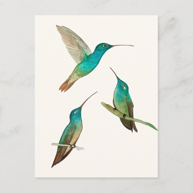 Drei Kolibris  Postkarte (Vorderseite)