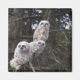 Drei Küken des Virginia-Uhu-(Bubo Virginianus) Magnet