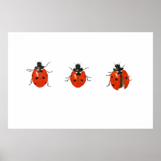 Drei Ladybirds 2013 Poster (Vorne)
