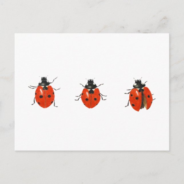 Drei Ladybirds 2013 Postkarte (Vorderseite)
