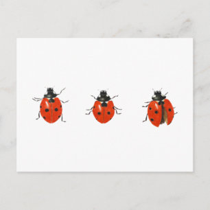 Drei Ladybirds 2013 Postkarte