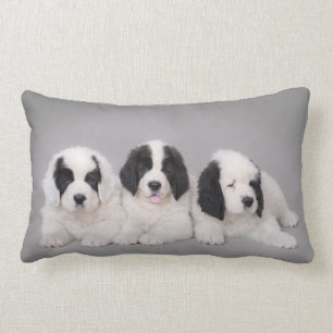 Drei Landseer Welpen Lendenkissen