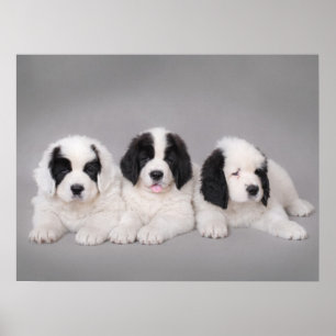 Drei Landseer Welpen Poster