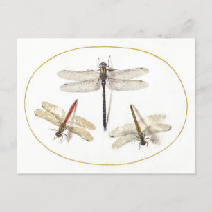 Drei Libellen Vintage-Illustration Postkarte