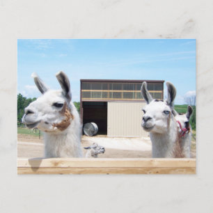 DREI LLAMAS POSTKARTE