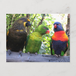Drei Lorikeets Postkarte
