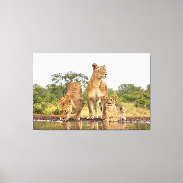 Drei Löwen trinken Leinwanddruck (Vorderseite)