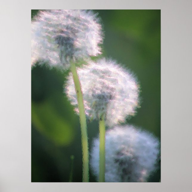 Drei Löwenblüten Poster (Vorne)