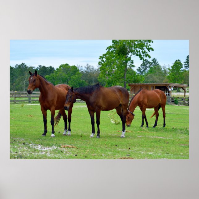 Drei majestätische Pferde Poster (Vorne)