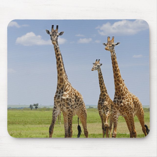 drei Masai-Giraffen, Giraffa camelopardalis Mousepad (Vorne)