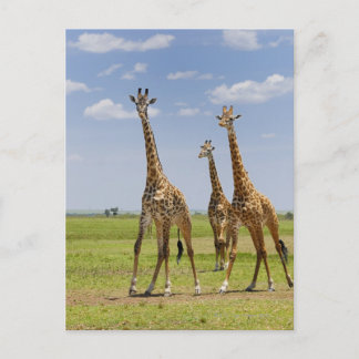 drei Masai-Giraffen, Giraffa camelopardalis Postkarte