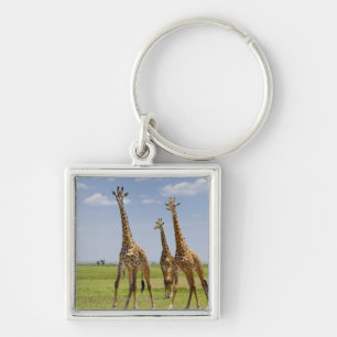 drei Masaigiraffen, Giraffa camelopardalis Schlüsselanhänger