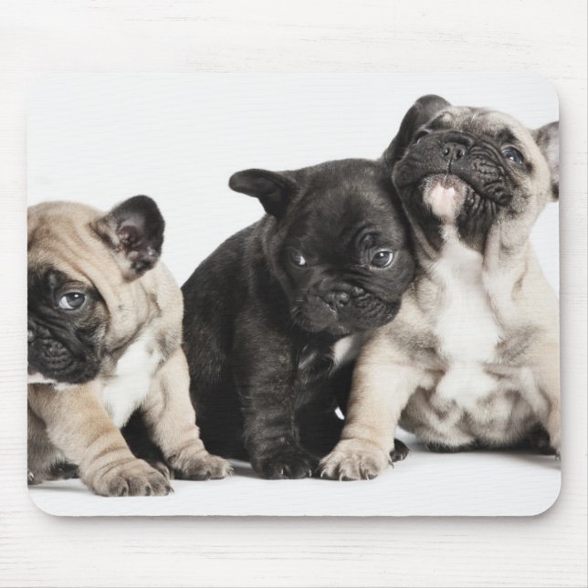 Drei Mops Welpen Mousepad (Vorne)