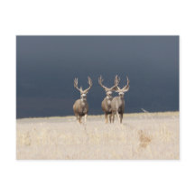 Drei Mule Deer Bucks