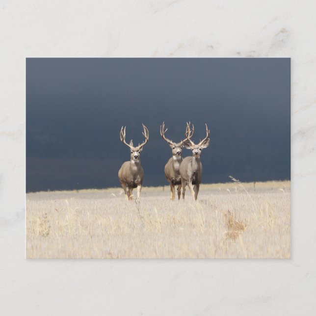 Drei Mule Deer Bucks Postkarte (Vorderseite)