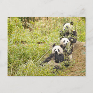 Drei Munching Panda Cubs Personalizable Postcard Postkarte