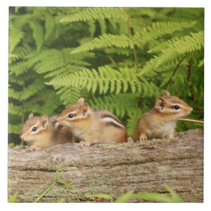 Drei niedliche BabyChipmunks Fliese