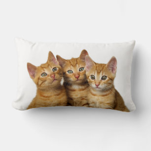 Drei Niedliche Ginger Cat Kittens Friends Head Fot Lendenkissen