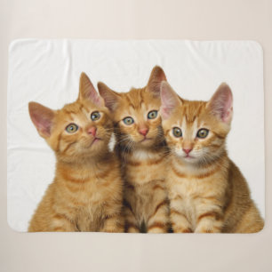 Drei Niedliche Ginger Cat Kittens Friends Head Fot Sherpadecke
