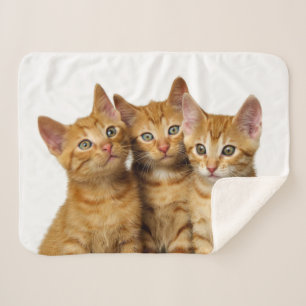Drei Niedliche Ginger Cat Kittens Friends Head Fot Sherpadecke