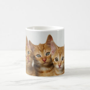 Drei niedliche Ingwerkätzchen nebeneinander Kaffeetasse