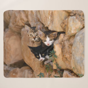 Drei Niedliche Neugierige Katzen Kätzchen Faces Fu Sherpadecke