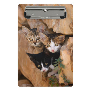 Drei Niedliche Neugierige Katzen Kätzchen Funny Fo Mini Klemmbrett