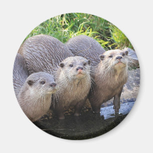 Drei niedliche Otter-Tier-Fotografie Magnet