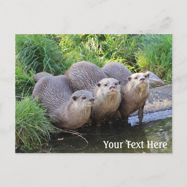 Drei Niedliche Otters Wildlife Fotografy Postkarte (Vorderseite)