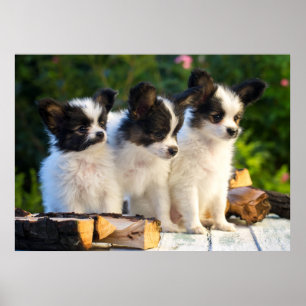 Drei Niedliche Papillon Puppas Poster