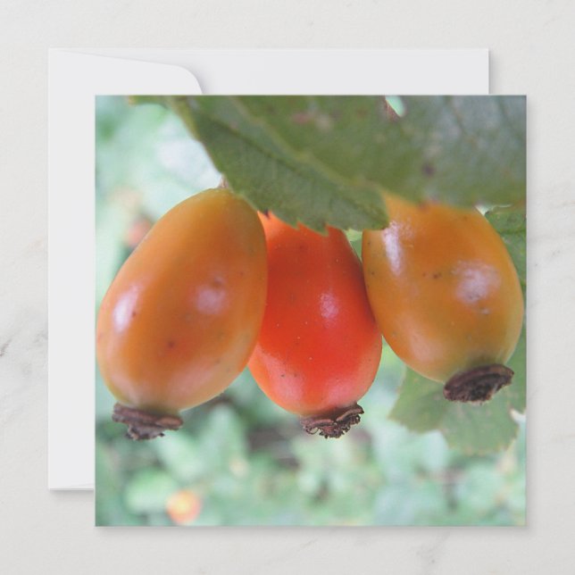 Drei orange Hagebutten (Vorderseite)