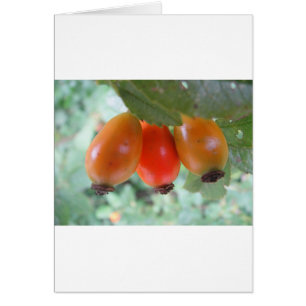 Drei orange Hagebutten