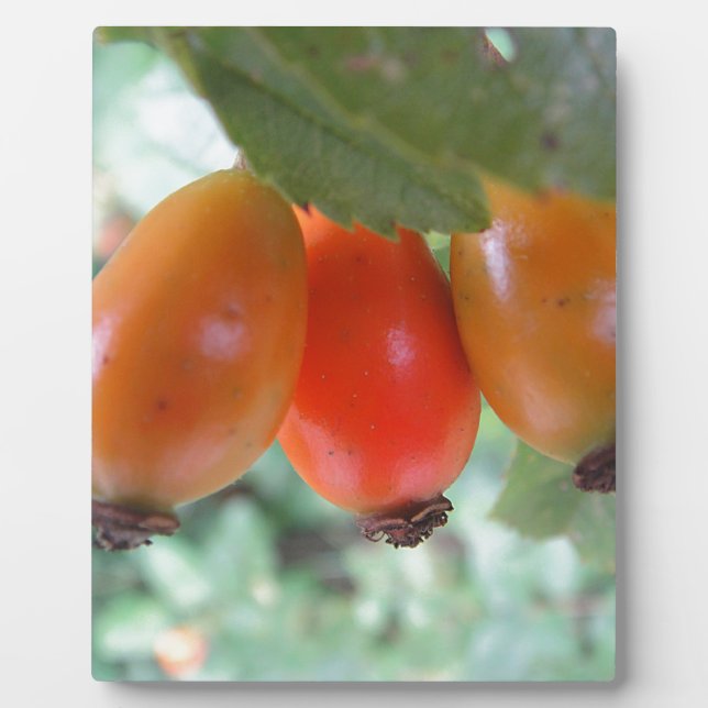 Drei orange Hagebutten Fotoplatte (Vorderseite)