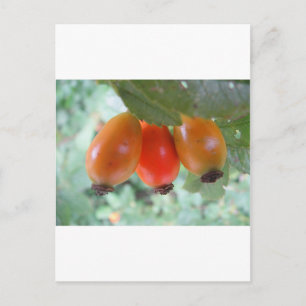 Drei orange Hagebutten Postkarte