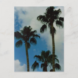 Drei Palmen Postkarte