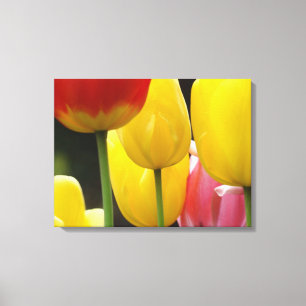 Drei-Panel-Canvas drucken Fotografie Tulips Leinwanddruck