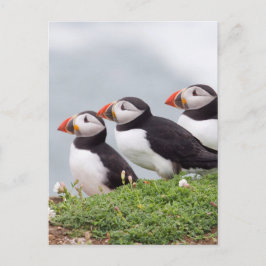 Drei Papageientaucher Postkarte