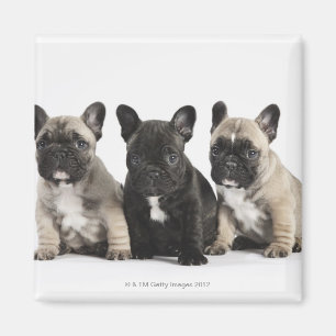 Drei Pedigree Welpen Magnet