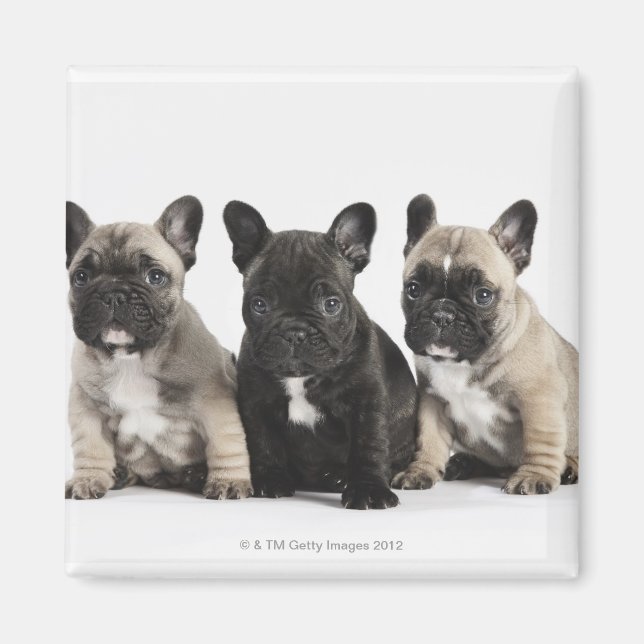 Drei Pedigree Welpen Magnet (Vorne)