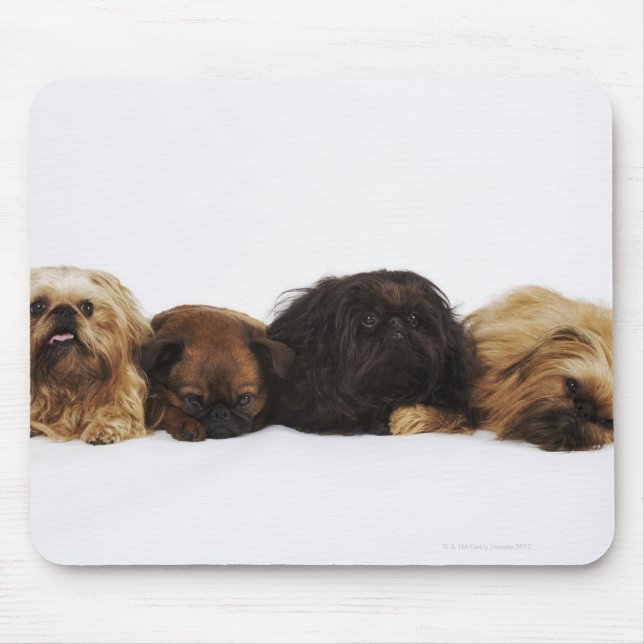 Drei Pekinger Hunde und Single Mops liegen Mousepad (Vorne)