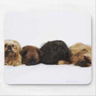 Drei Pekingese Hunde und Single Mops, der sich Mousepad