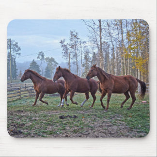 Drei Pferde, die sich als ein Geschenk für Pferde  Mousepad
